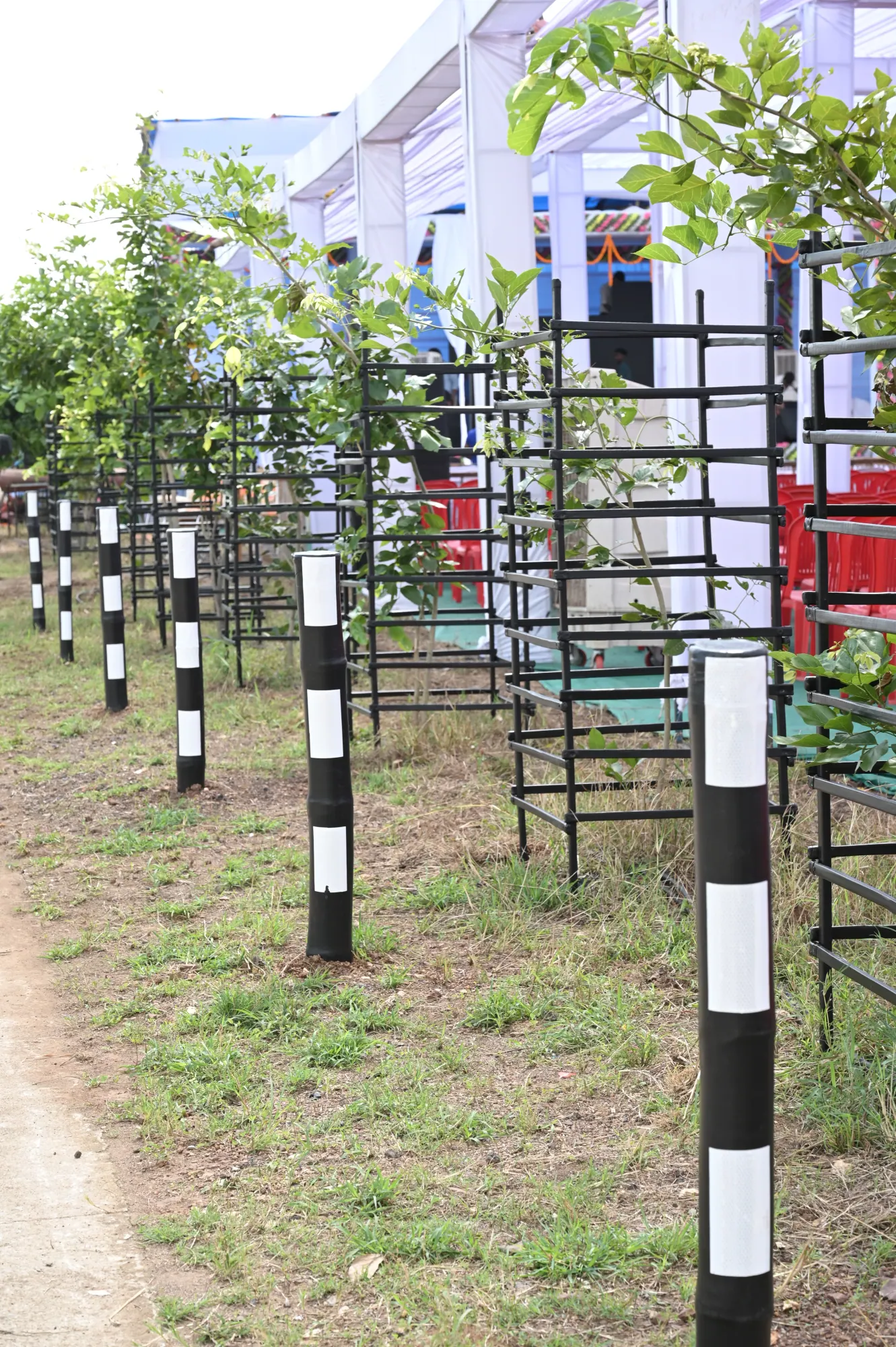 Bamboo tree guards protecting saplings along a roadside, alongside delineators