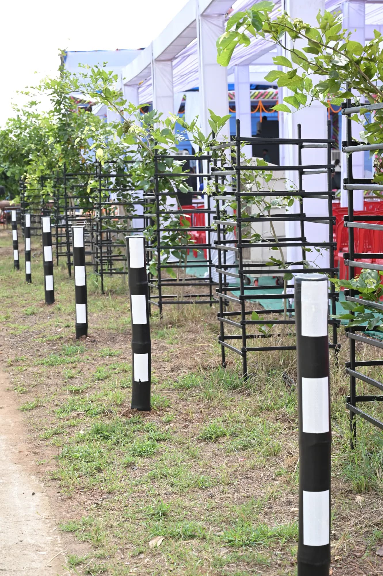 Tree Guards