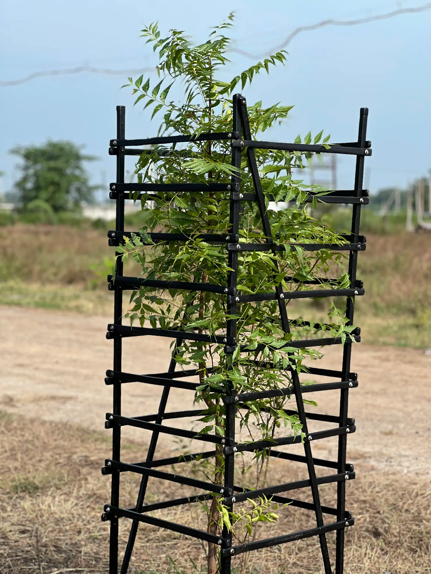 Bahu-Balli bamboo tree guard forming a sturdy enclosure for a young tree in an open field