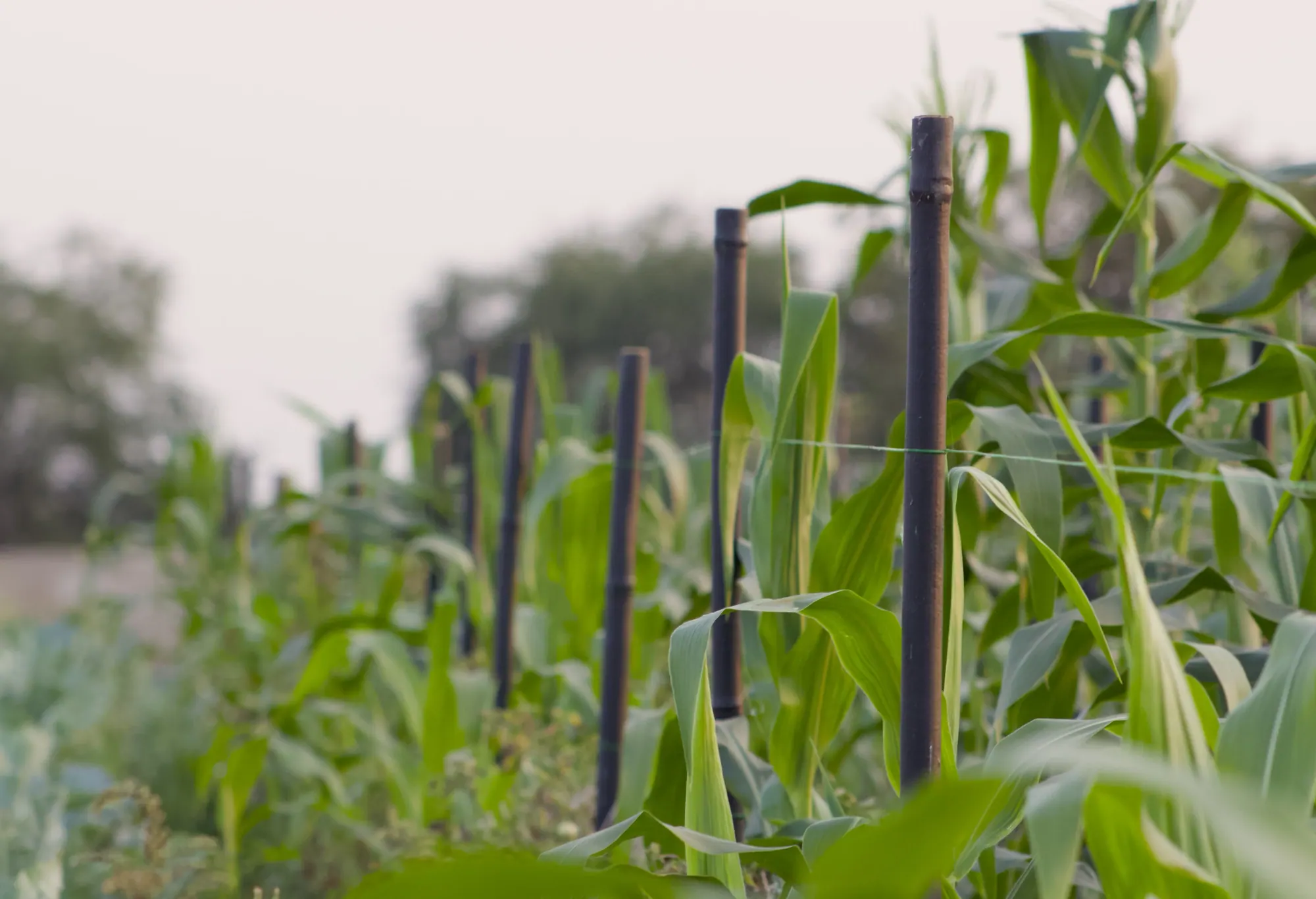 Bahu-Balli bamboo trellis supports installed in a field for young creeper crops