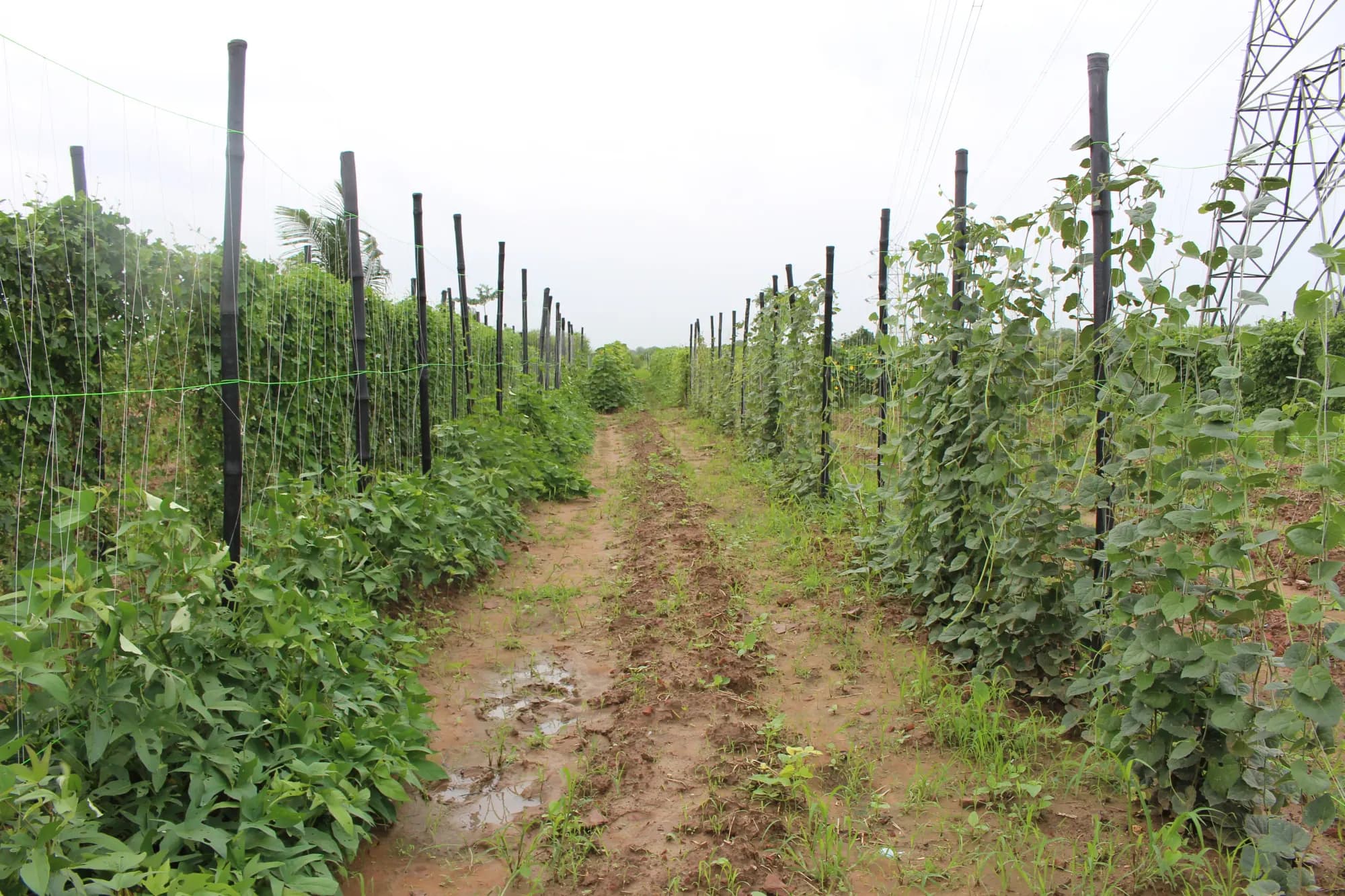 Bamboo trellis poles lining a dirt pathway between rows of green crops