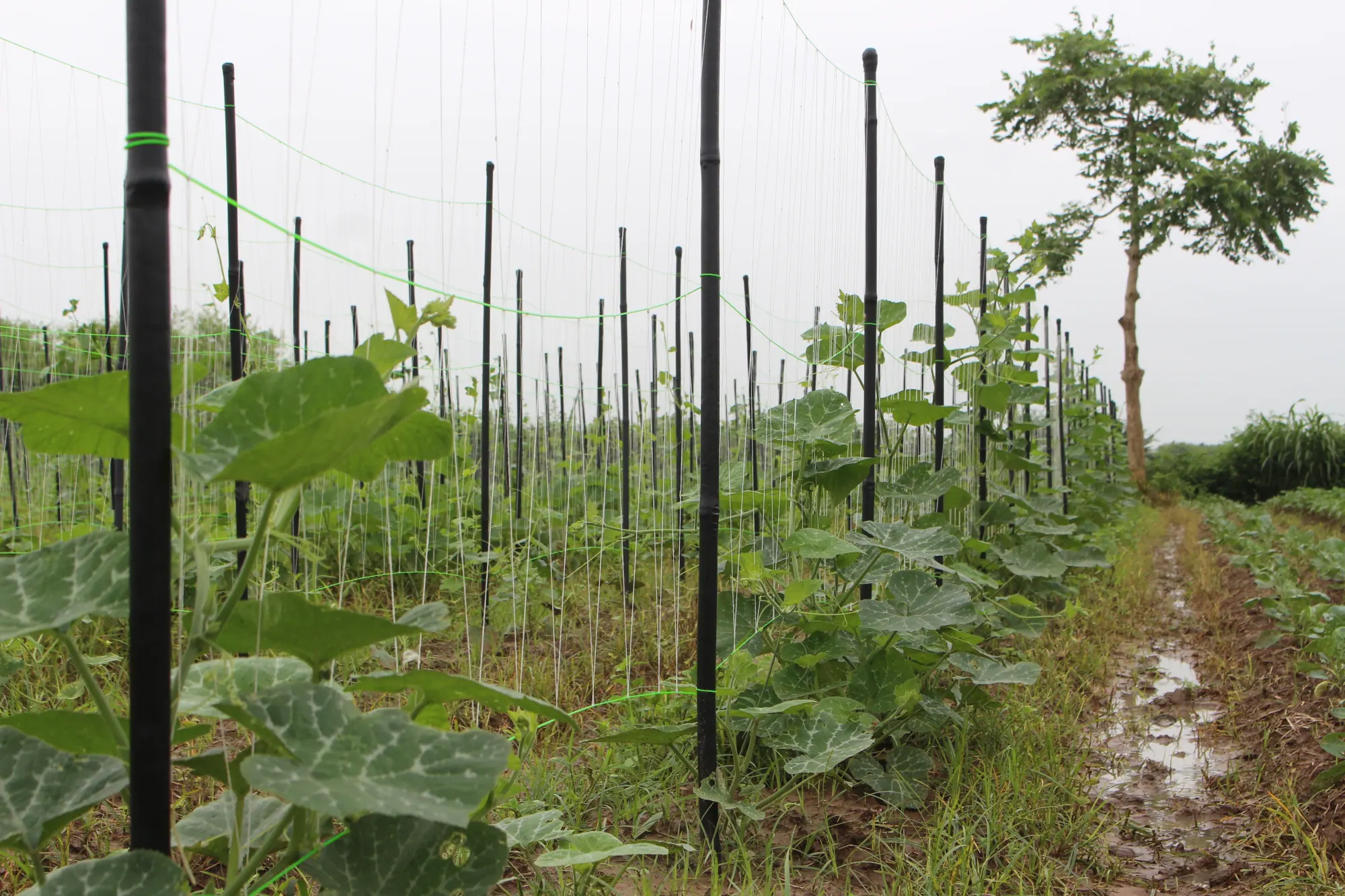 Vertical bamboo poles supporting vegetable cultivation in a farm
