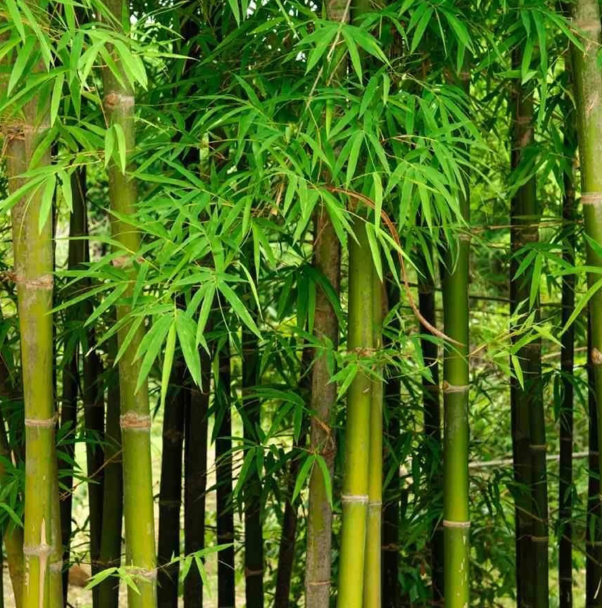 Bamboo manufacturing facility