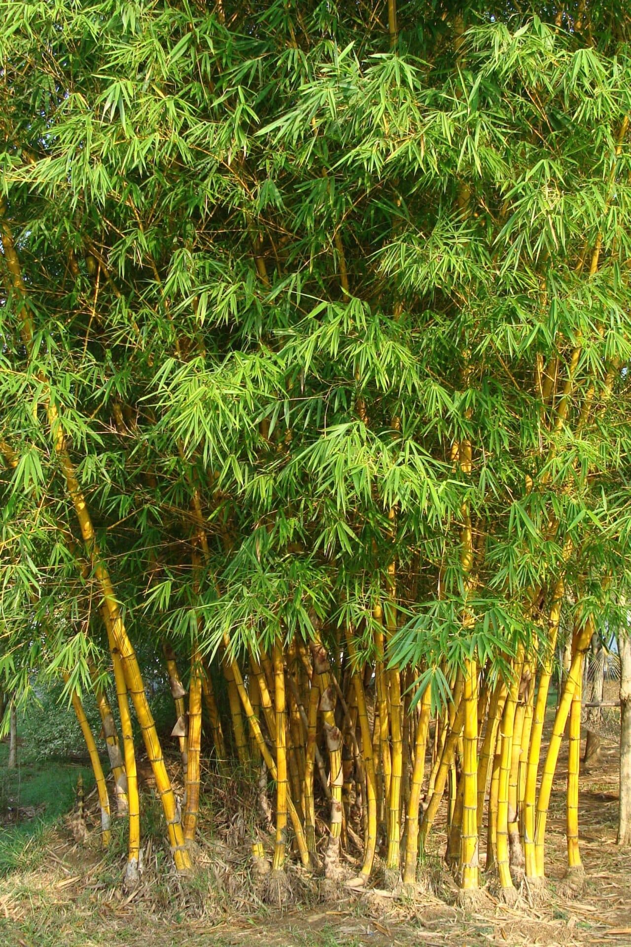 Engineered bamboo material texture